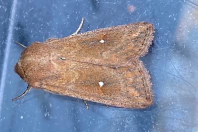 <i>Mythimna albipuncta</i>