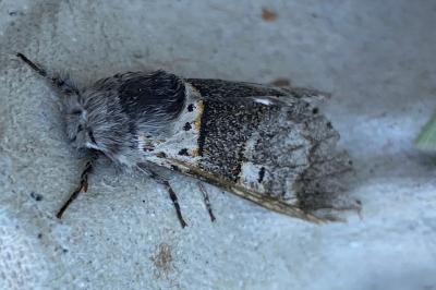 <i>Furcula bifida</i>