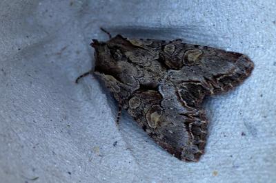 <i>Lacanobia w-latinum</i>