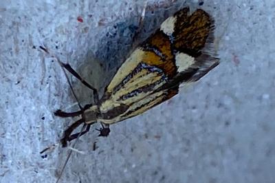 <i>Alabonia geoffrella</i>