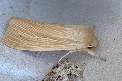 <i>Mythimna pallens</i>