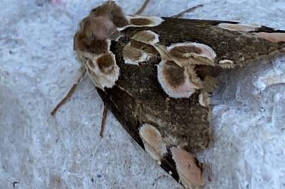 <i>Thyatira batis</i>