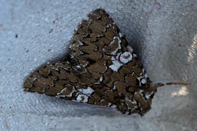 <i>Hadena albimacula</i>