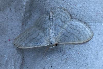 <i>Idaea subsericeata</i>
