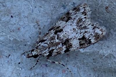 <i>Eudonia delunella</i>