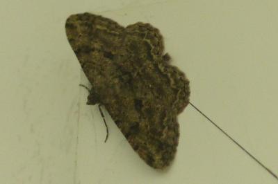 <i>Peribatodes rhomboidaria</i>