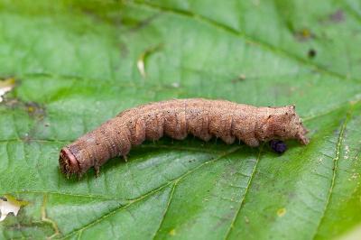 <i>Allophyes oxyacanthae</i>