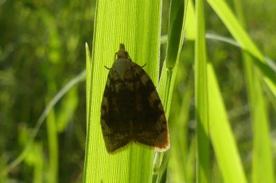 <i>Aleimma loeflingiana</i>