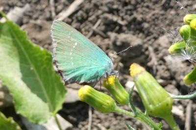 <i>Callophrys rubi</i>