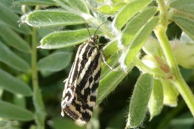 <i>Emmelia trabealis</i>