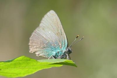 <i>Callophrys rubi</i>