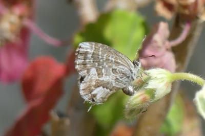 <i>Cacyreus marshalli</i>