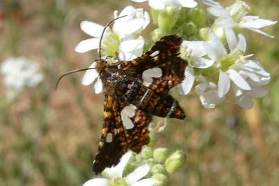 <i>Thyris fenestrella</i>