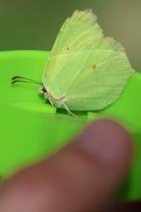 <i>Gonepteryx rhamni</i>