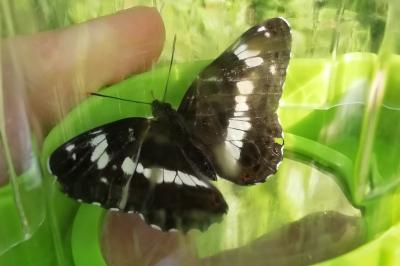 <i>Limenitis camilla</i>