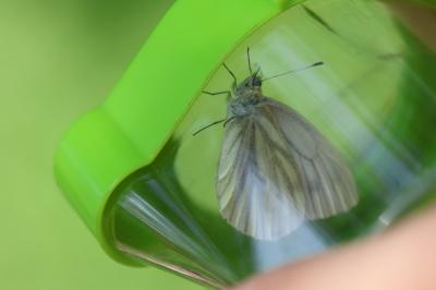 <i>Pieris napi</i>
