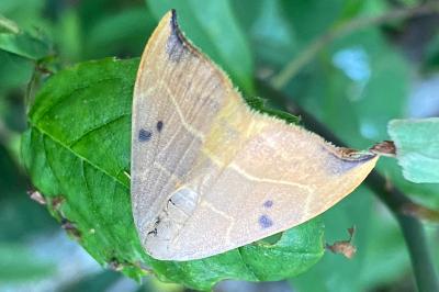 <i>Watsonalla binaria</i>