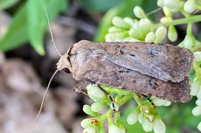 <i>Agrotis exclamationis</i>