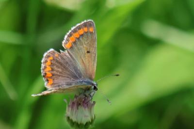 <i>Aricia agestis</i>