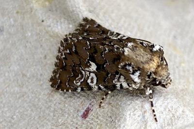 <i>Hadena albimacula</i>