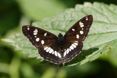 <i>Limenitis reducta</i>