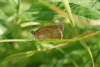 <i>Maniola jurtina</i>