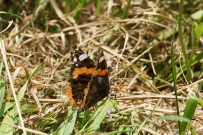 <i>Vanessa atalanta</i>