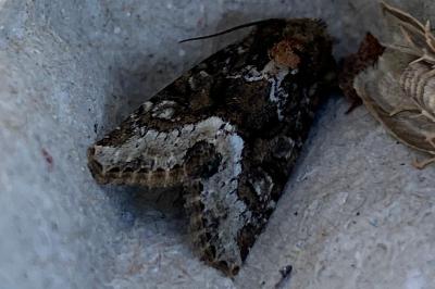 <i>Oligia</i>