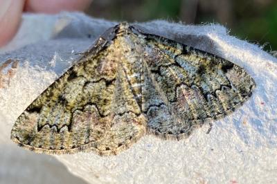 <i>Cleorodes lichenaria</i>