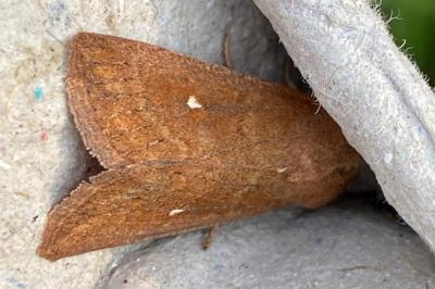 <i>Mythimna albipuncta</i>