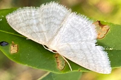 <i>Idaea subsericeata</i>