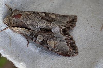 <i>Lacanobia w-latinum</i>