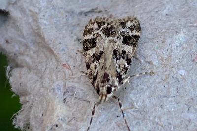 <i>Eudonia delunella</i>