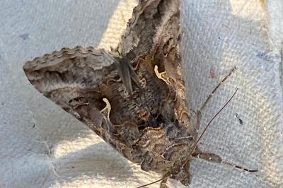 <i>Autographa gamma</i>