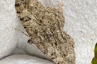 <i>Peribatodes rhomboidaria</i>