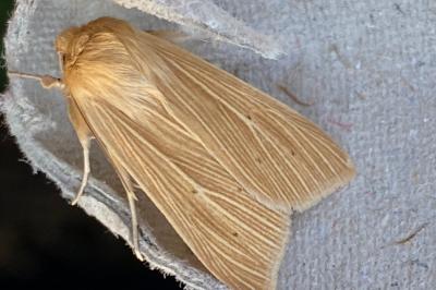 <i>Mythimna pallens</i>