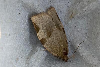 <i>Choristoneura hebenstreitella</i>