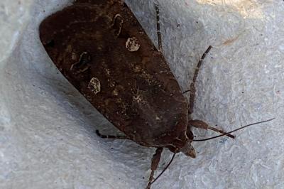 <i>Noctua pronuba</i>