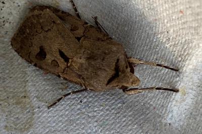 <i>Agrotis exclamationis</i>