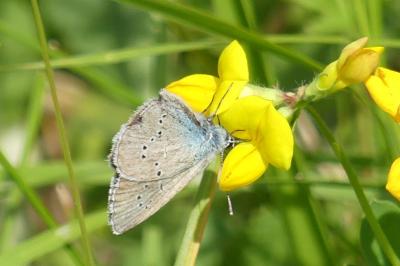 <i>Cyaniris semiargus</i>