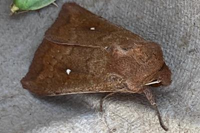 <i>Mythimna albipuncta</i>