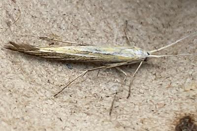 <i>Coleophora</i>