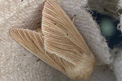 <i>Mythimna pallens</i>