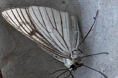 <i>Siona lineata</i>