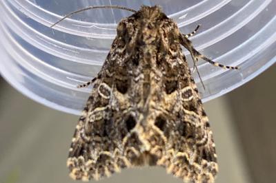 <i>Hadena bicruris</i>