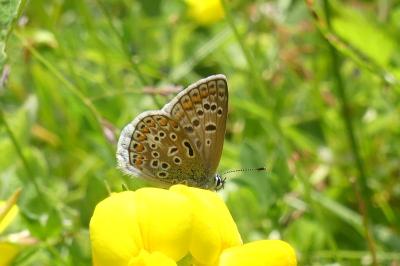 <i>Polyommatus icarus</i>