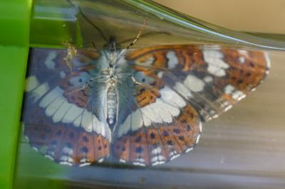<i>Limenitis camilla</i>