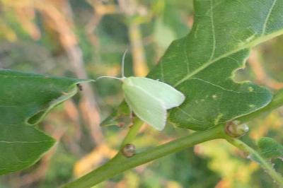 <i>Tortrix viridana</i>