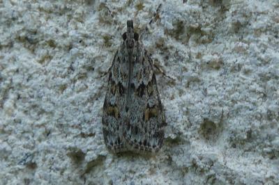 <i>Scoparia pyralella</i>