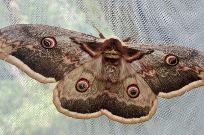 <i>Saturnia pyri</i>